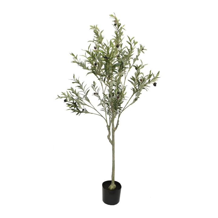 Olive Tree