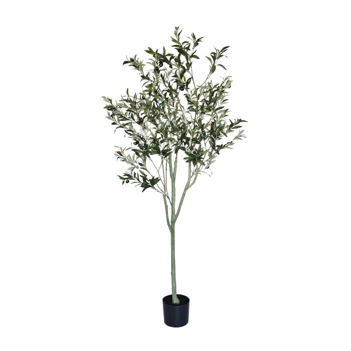 Olive Tree - Image 2
