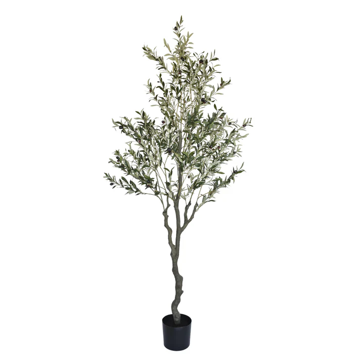 Olive Tree - Image 3